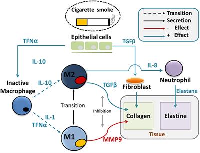 Coupled Immunological and Biomechanical Model of Emphysema Progression